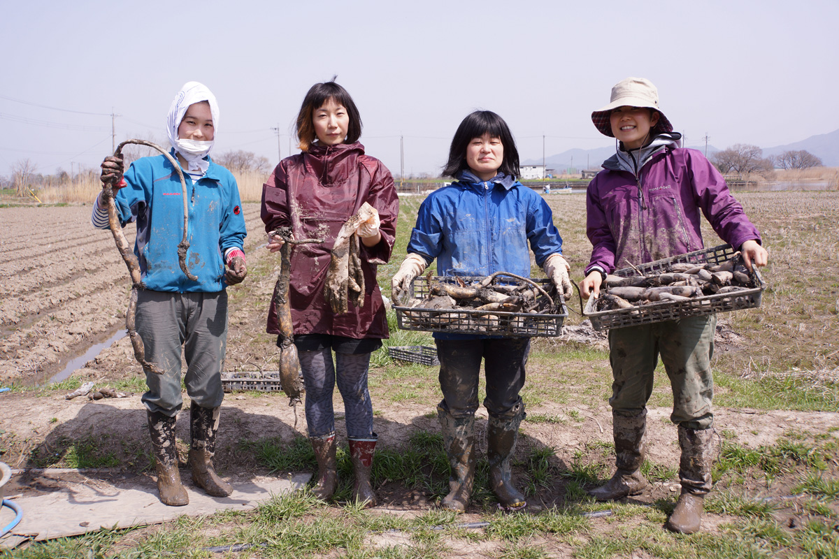 ひとりで収穫しきれないレンコンは、約100人に掘削体験してもらう。