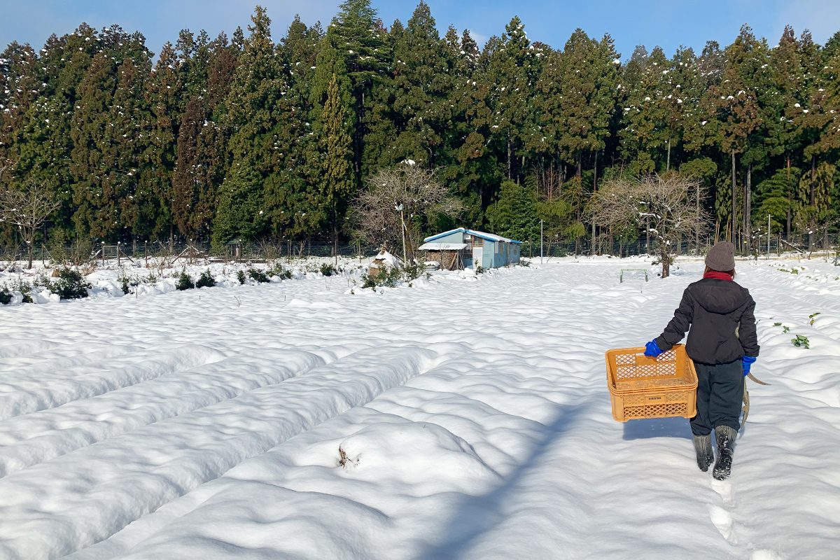 雪の積もる畑へ収穫に出る田中さん
